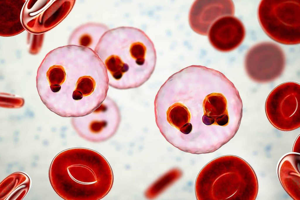 malaria-infected red blood cells
